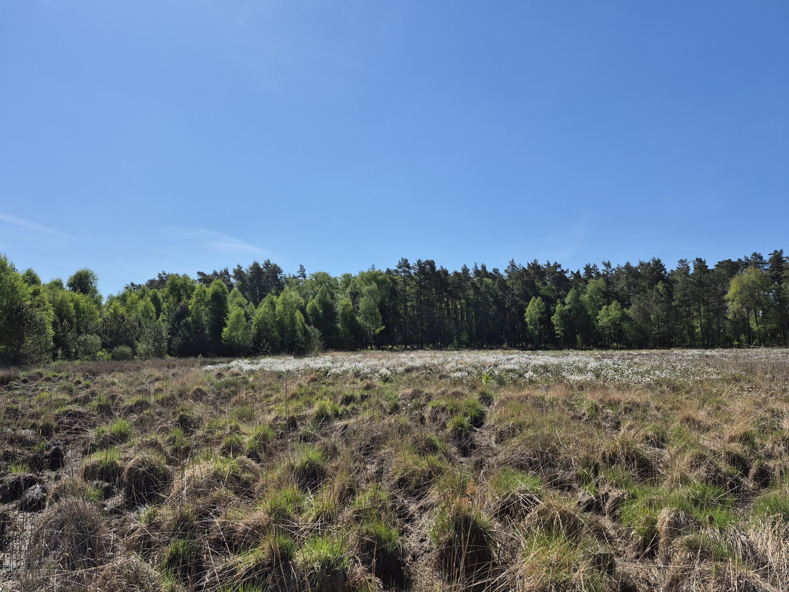 Weißes Moor, renaturiert