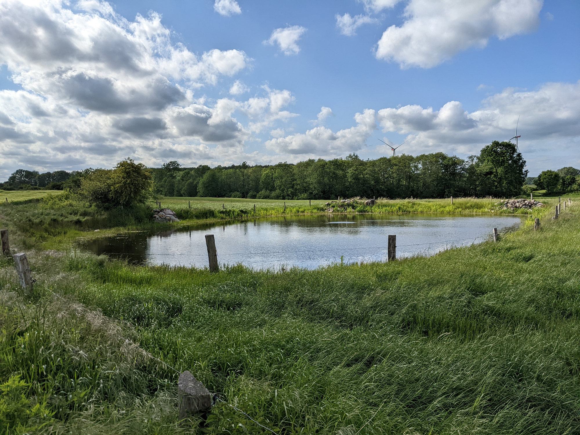 Kleingewässer bei Grevesmühlen, ein Jahr nach der Sanierung